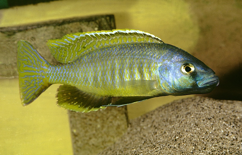 Mylochromis gracilis 'Senga Bay'